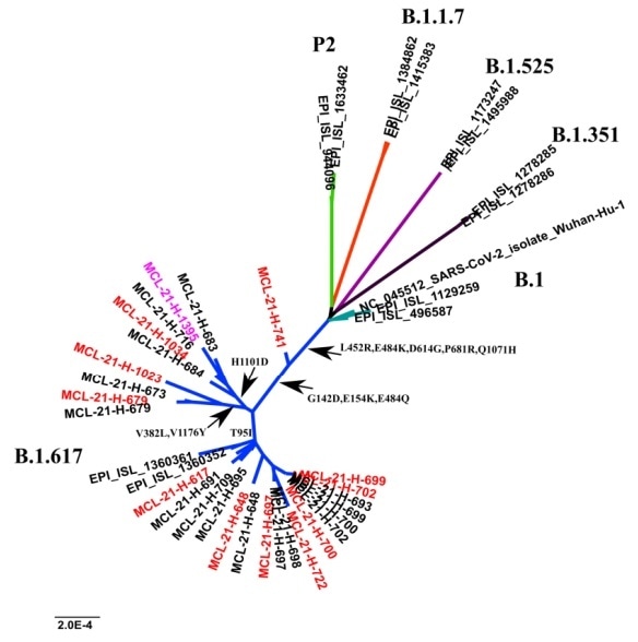 A phylogenetic tree of representative SARS-CoV-2 genomes and the occurring mutations in the spike protein in the sub-clusters pf lineage B.1.617.