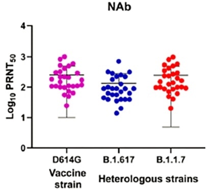Neutralizing response of the individual sera (n=28) vaccinated with BBV152 (Covaxin) collected during phase II clinical trial for the prototype B1 (D614G) (pink), B.1.1.7 (red), B.1.617 (blue).