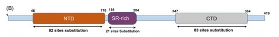 The structure of Nucleocapsid protein.