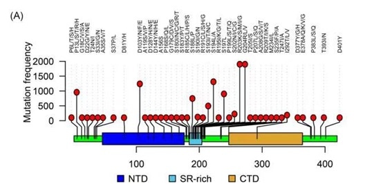 Current reported mutations on the Nucleocapsid protein.
