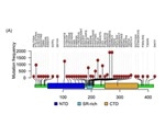 N Protein Variants and Their Importance in Antibody Test and Design