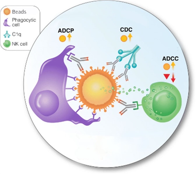 Antibody-mediated cellular phagocytosis (ADCP) of protein-coupled beads.
