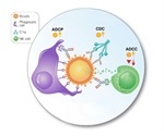 A Cost-Effective, Efficient and Convenient Bead-Based Phagocytosis Assay