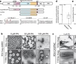 IP6 molecules are key to stabilizing and protecting retroviruses