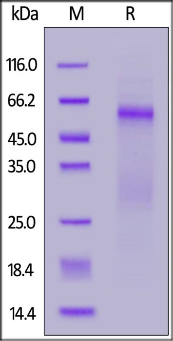N Protein Variants and Their Importance in Antibody Test and Design