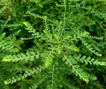 Corilagin: could a plant compound used in Chinese herbal medicine help prevent COVID-19?
