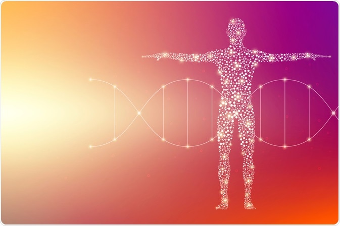 human body