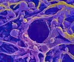 Alpha variant mutations help SARS-CoV-2 overcome evolutionary weaknesses