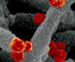 Study shows SARS-CoV-2 breakthrough infections fewer among fully vaccinated