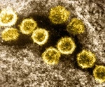 Differences in monocyte subsets between severe COVID-19 and long COVID