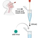 SARS-CoV-2 test in 20 minutes with FISH