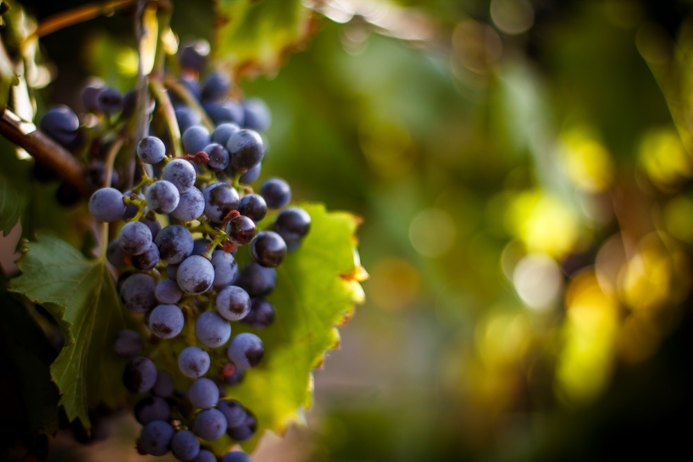 winemaking winemaking