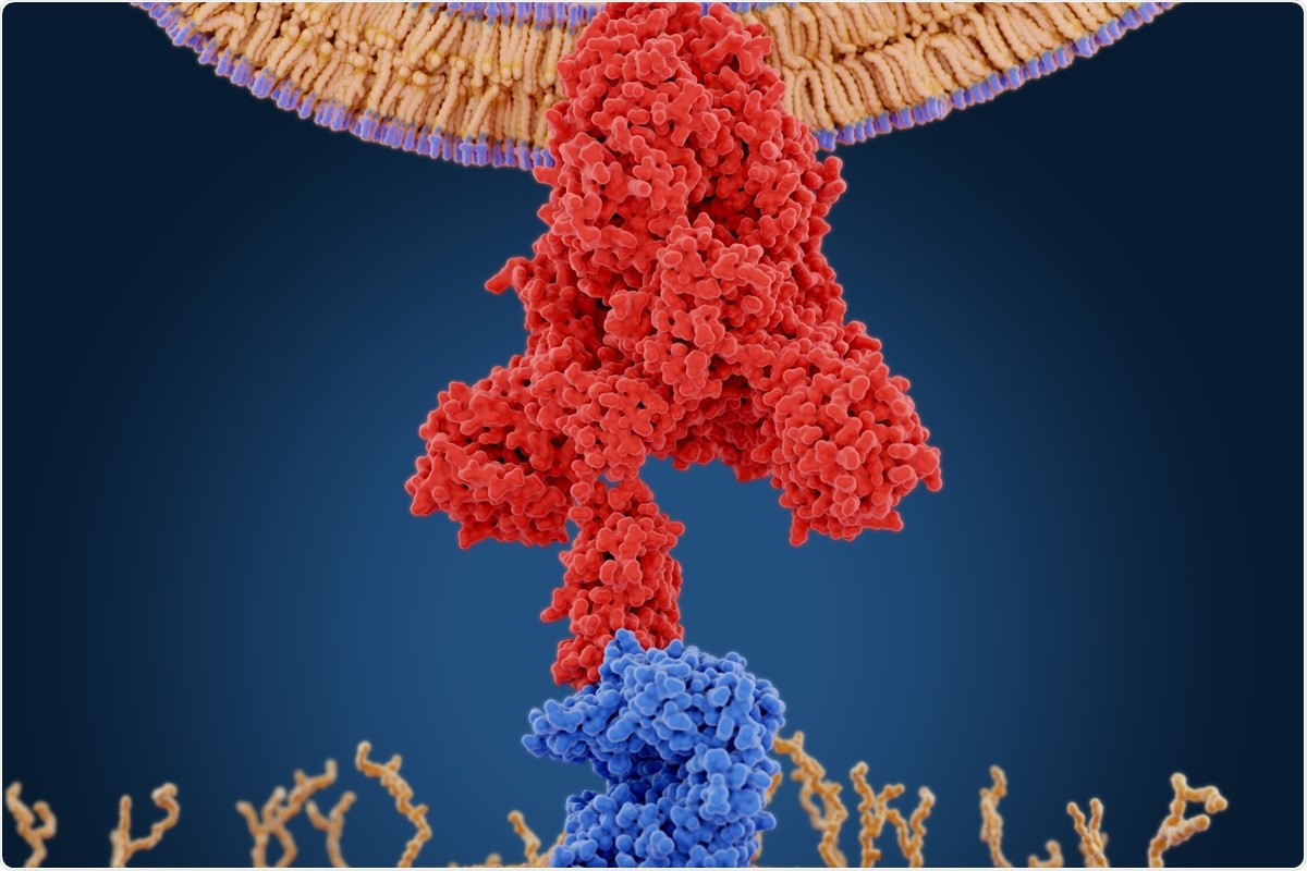 Study: Decomposition of the SARS-CoV-2-ACE2 interface reveals a common trend among emerging viral variants. Image Credit: Juan Gaertner / Shutterstock
