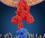 Researchers identify common epitopes across SARS-CoV-2 viral variants