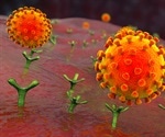What makes the elderly more susceptible to SARS-CoV-2 infection?