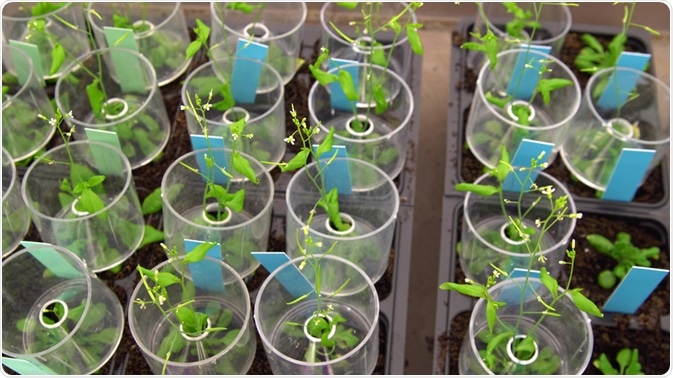 arabidopsis