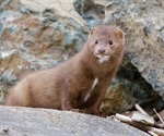 Assessing the extent of community spread caused by mink-derived SARS-CoV-2 variants