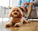 SARS-CoV-2 infection detected in a poodle living with a COVID-19 positive family