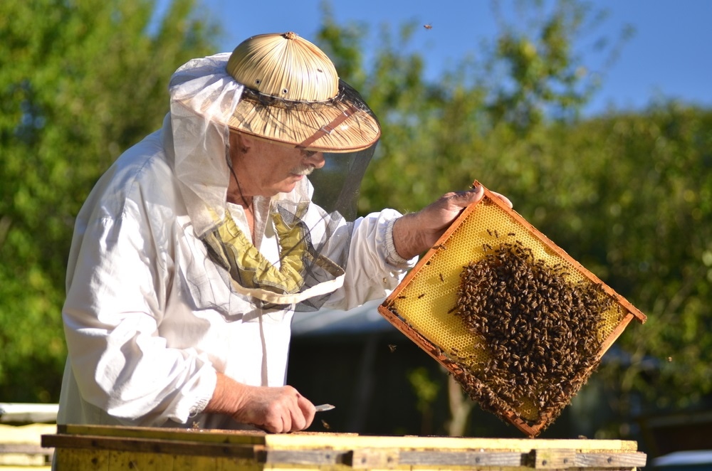 honey honey