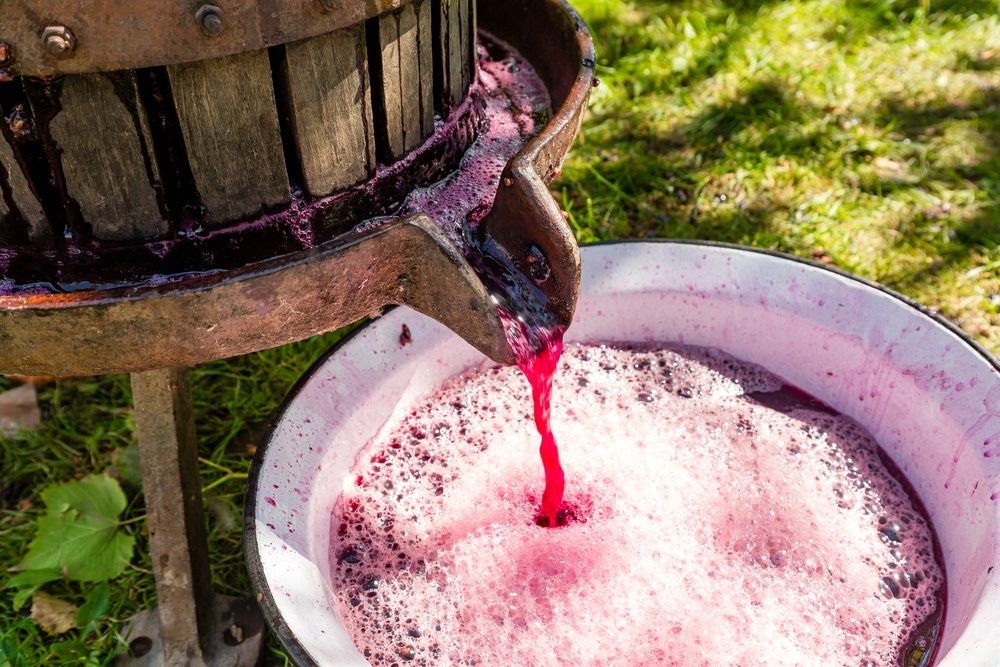 winemaking winemaking