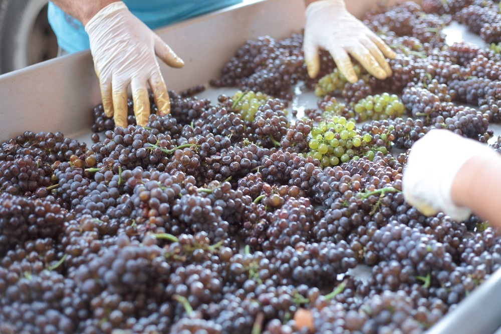 winemaking winemaking