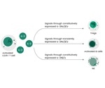 Interleukin-2 (IL-2): Why Does This Cytokine Have Immunostimulatory and Immunoregulatory Functions?