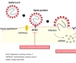Short chain fatty acids have potential therapeutic applications against COVID-19, study suggests