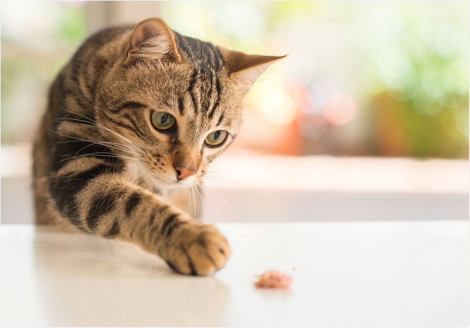 Study: Susceptibility of Well-Differentiated Airway Epithelial Cell Cultures from Domestic and Wild Animals to Severe Acute Respiratory Syndrome Coronavirus 2. Image Credit: Krakenimages.com / Shutterstock