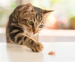 Scientists explore susceptibility of different animals to SARS-CoV-2 infection
