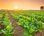 Plant-based vaccines for COVID-19 and other viruses