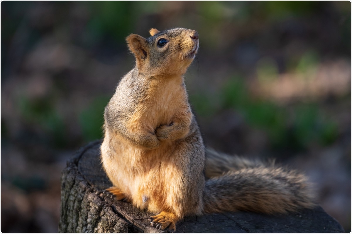 Study: Peridomestic mammal susceptibility to severe acute respiratory syndrome coronavirus 2 infection. Image Credit: M A Haykal / Shutterstock