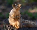 Could peridomestic mammals act as zoonotic reservoirs for SARS-CoV-2?