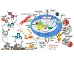 Targeting CD38/CD3 in the immunotherapy of Multiple Myeloma