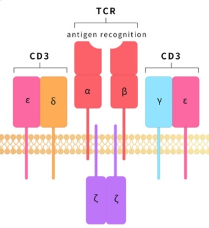 CD3 proteins are hot targets for bispecific antibodies. CD3 proteins are hot targets for bispecific antibodies.