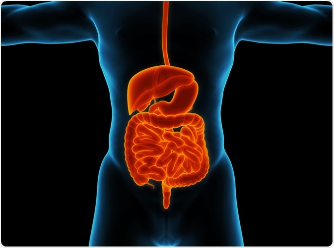 Gastrointestinal Tract Gastrointestinal Tract