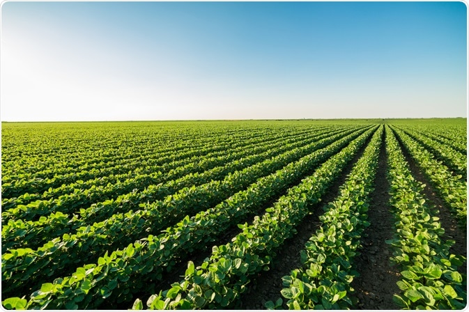 Field of crops