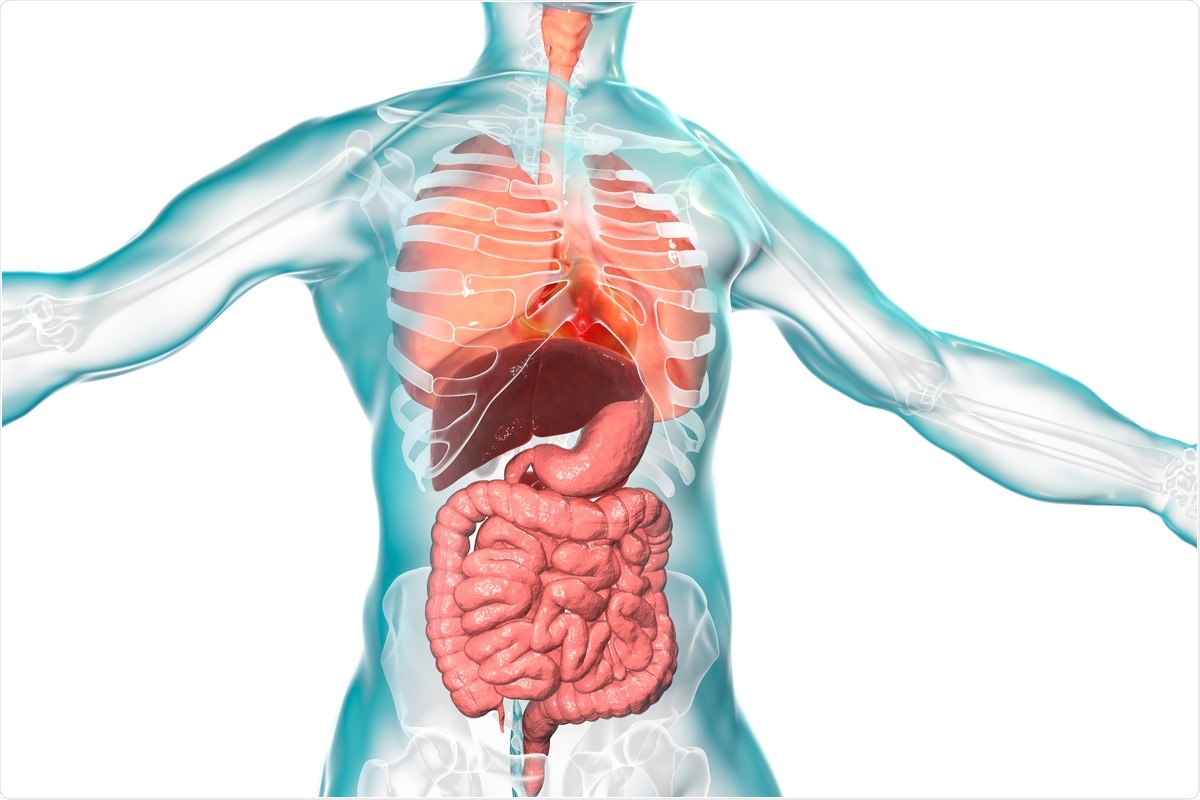 Study: Coronavirus disease-19 and the gut-lung axis. Image Credit: Kateryna Kon/ Shutterstock