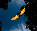 Are bat retroviruses a threat to humans?