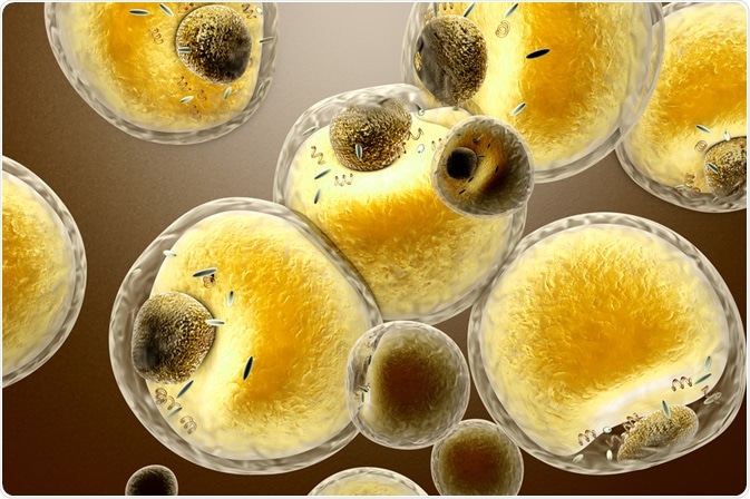 fat cells