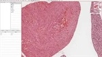 Tutorial - Using SCiLS Lab and QuPath to integrate mass spectrometry imaging with histology