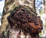 Targeting SARS-CoV-2 with Chaga mushroom – a natural antiviral compound