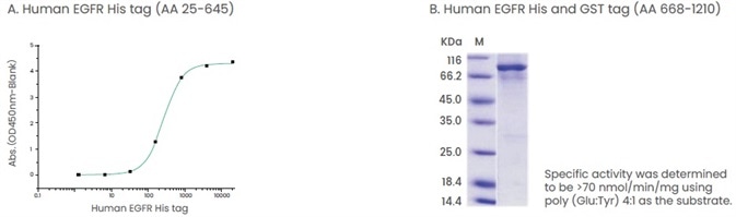 Examples of products that contain extracellular domain or intracellular domain of proteins. (A) The binding assay of EGF and EGFR. Immobilized human EGF hFc (Cat: 10605-H01H) at 2 μg/ml (100 μl/well) can bind human EGFR His (Cat: 10001-H08H). (B) The specific activity assay of EGFR (AA 668-1210). Examples of products that contain extracellular domain or intracellular domain of proteins. (A) The binding assay of EGF and EGFR. Immobilized human EGF hFc (Cat: 10605-H01H) at 2 μg/ml (100 μl/well) can bind human EGFR His (Cat: 10001-H08H). (B) The specific activity assay of EGFR (AA 668-1210).