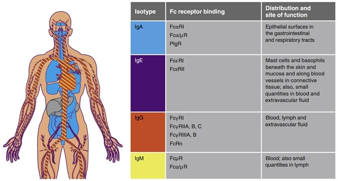 Distribution and function of different immunoglobulins. Distribution and function of different immunoglobulins.