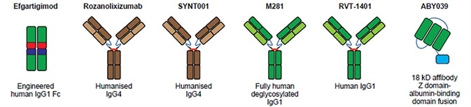 Structure of FcRn targeted drugs. Structure of FcRn targeted drugs.