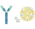 The two strategies for FcRn mediated therapeutic mechanisms