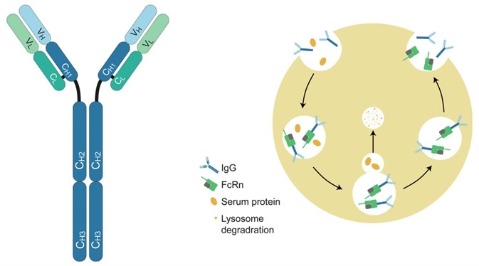 Structure of IgG antibody and FcRn-mediated recycling mechanism. Structure of IgG antibody and FcRn-mediated recycling mechanism.