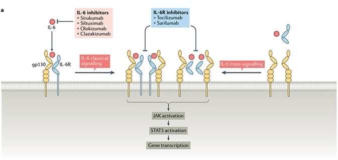 IL-6 signaling pathway. IL-6 signaling pathway.