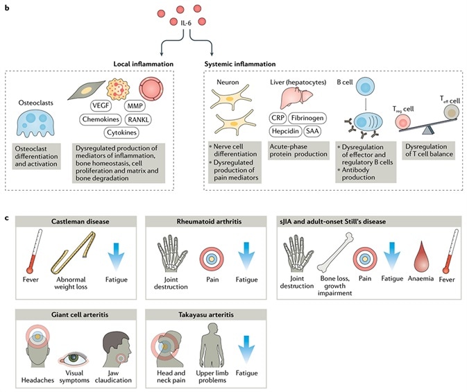 IL-6 has multiple roles in dysfunction of the immune and inflammatory systems. IL-6 has multiple roles in dysfunction of the immune and inflammatory systems.