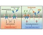 Targeting Interleukin-6 (IL-6) to alleviate immune and inflammatory system dysfunction