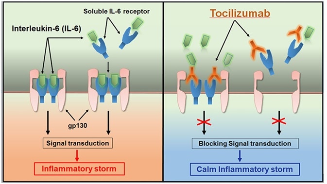 Tocilizumab calms the inflammatory storm. Tocilizumab calms the inflammatory storm.